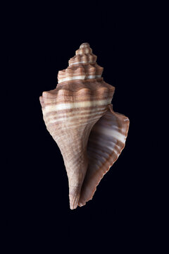 Light brown sea shell isolated over dark background
