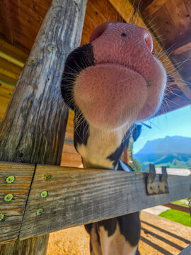 Close-Up Of Curious Cow Nose And Muzzle Peeking Over Wooden Fence In Rural Farm