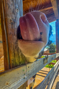 Close-Up Of Curious Cow Nose And Muzzle Peeking Over Wooden Fence In Rural Farm