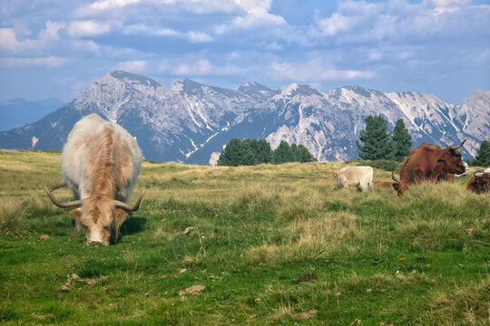 highlander cow in dolomites mountains