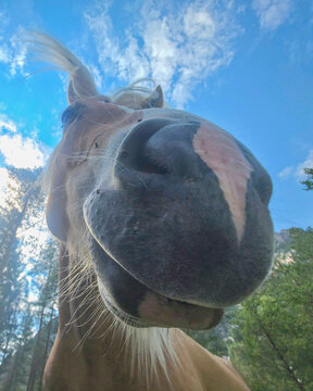Playful close-up portrait of a horse muzzle and whiskers shot from below with bright blue sky and trees in the background, conveying curiosity, warmth, and rural outdoor charm.