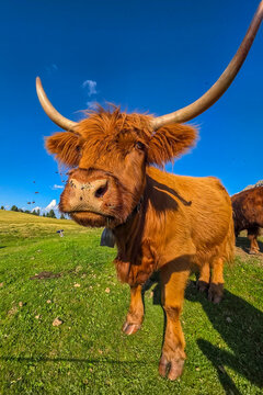 highlander cow in dolomites mountains