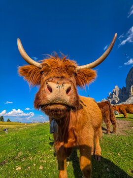 highlander cow in dolomites mountains