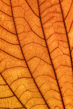 Closeup of golden leaf veins and structures