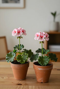 Indoor gardening and home decor, two pink geranium plants in terracotta pots on a wooden table