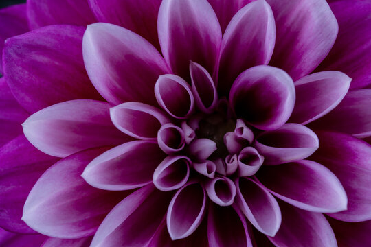 Narrow focus closeup of purple dahlia flower