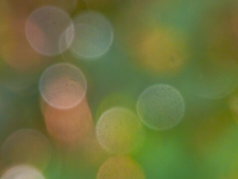Abstract macro photograph with soft green bokeh background and multiple blurred circular highlights in warm yellow, beige, orange, and pale blue tones. 