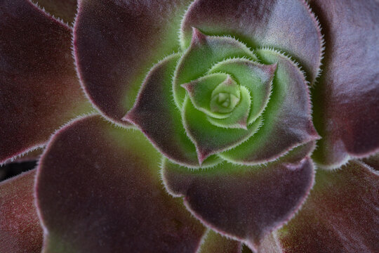 Closeup of green and purple succulent plant leaves