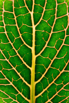 Closeup of green leaf veins and structures