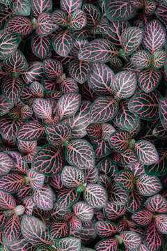 Plants in a rainforest in southeastern Brazil
