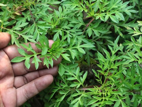 Close up of a hand holding vibrant fresh green cosmos caudatus leaves, commonly known as ulam raja, growing healthily in an organic herbal garden under natural light for culinary and medicinal concept