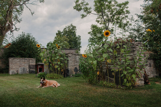 View of an Australian Cattle Dog resting on a grassy lawn in front of a historic stone wall with blooming sunflowers in Vormsi, Laane County, Estonia.