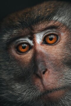 Extreme macro close-up portrait of a wild macaque monkey showing intense gaze and striking bright amber-orange eyes. Detailed facial texture photography showcasing dark fur, realistic primate eyes, ex