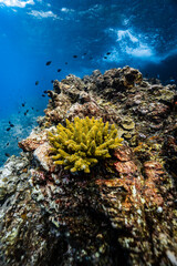 Yellow green acropora hard coral growing on underwater reef with water surface. © PIPE DIVE UNDERWATER