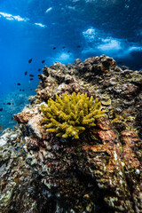 Yellow green acropora hard coral growing on underwater reef with water surface. © PIPE DIVE UNDERWATER