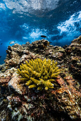 Yellow green acropora hard coral growing on underwater reef with water surface. © PIPE DIVE UNDERWATER
