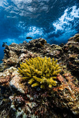 Yellow green acropora hard coral growing on underwater reef with water surface. © PIPE DIVE UNDERWATER