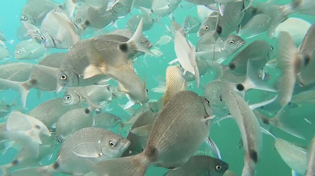 Close-up underwater video of fish swimming in turquoise water