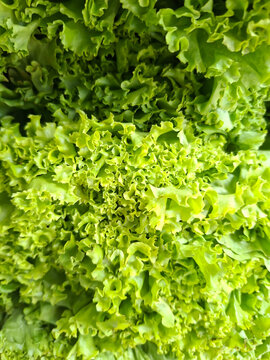 detailed texture background displaying vibrant green curly lettuce leaves filling the entire frame.