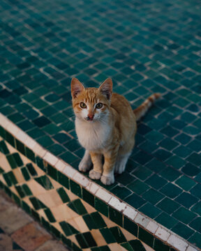Marrakesh, Morocco - 25 November 2023: View of a ginger cat sitting on green mosaic tiles.