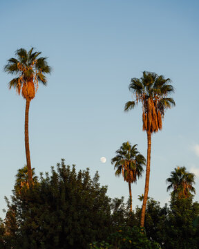 Marrakesh, Morocco - 25 November 2023: View of palm trees silhouetted against a clear blue sky with a visible moon.