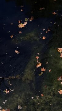 Peaceful forest river during the fall season