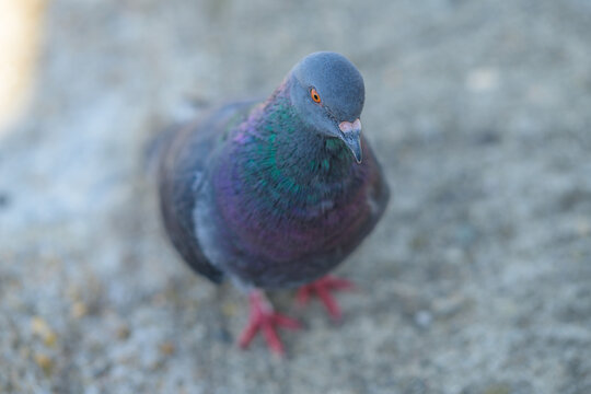 Pigeon biset (Columba livia)   gris fonc&eacute; aux reflets color&eacute;s dans la lumi&egrave;re