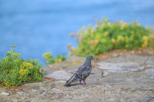 Pigeon biset gris fonc&eacute; aux reflets color&eacute;s dans la lumi&egrave;re