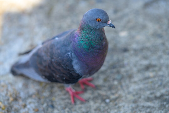 Pigeon biset (Columba livia)   gris fonc&eacute; aux reflets color&eacute;s dans la lumi&egrave;re