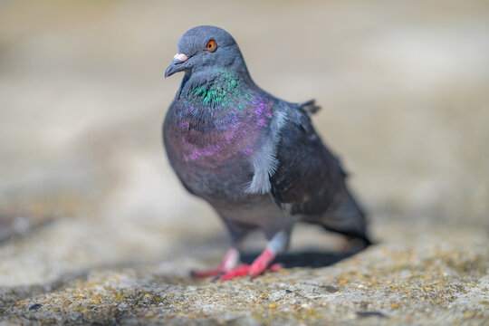 Pigeon biset (Columba livia)   gris fonc&eacute; aux reflets color&eacute;s dans la lumi&egrave;re