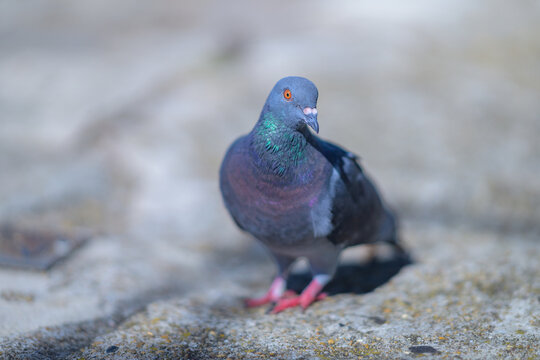 Pigeon biset (Columba livia)   gris fonc&eacute; aux reflets color&eacute;s dans la lumi&egrave;re