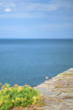  Pigeon  biset gris fonc&eacute; aux reflets color&eacute;s dans la lumi&egrave;re pos&eacute; sur le bord de la digue devant l'oc&eacute;an