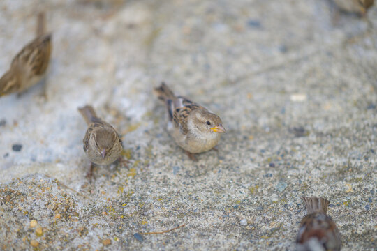 Moineau domestique au sol entour&eacute; d'autres moineaux, photographie animali&egrave;re