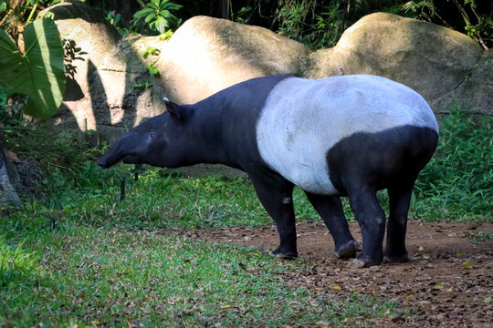 Potrait of Asian tapir (Tapirus indicus) in the asian forest, The Sumatran tapir (Tapirus indicus) is the only tapir species in the world that has a black and white color pattern