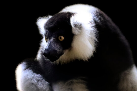 Close-Up The black-and-white ruffed lemur (Varecia variegata) isolated on black background