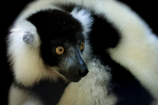 Close-Up The black-and-white ruffed lemur (Varecia variegata) isolated on black background