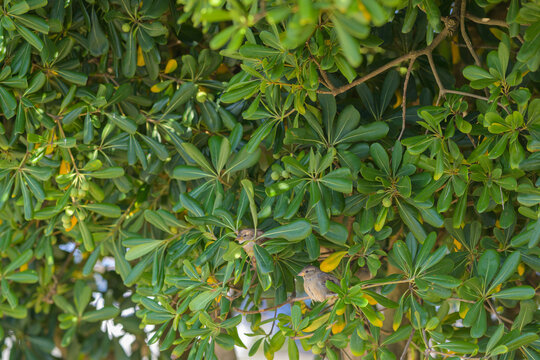 Moineau domestique au sol entour&eacute; d'autres moineaux dans un pittosporum du Japon (Pittosporum tobira), aussi appel&eacute; pittospore japonais
