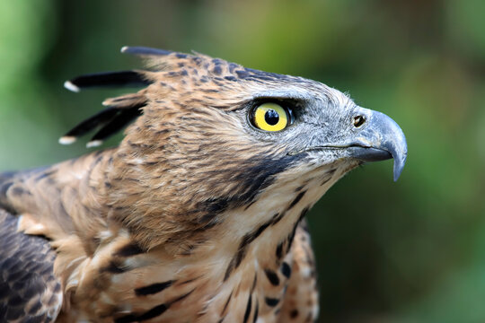 Javan Hawk Eagle ( Nisaetus bartelsi) closeup head, a symbol of Indonesia's rich biodiversity