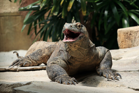 Close up view of a Komodo dragon or Varanus Komodoensis, Komodo dragon Varanus komodoensis also Komodo monitor