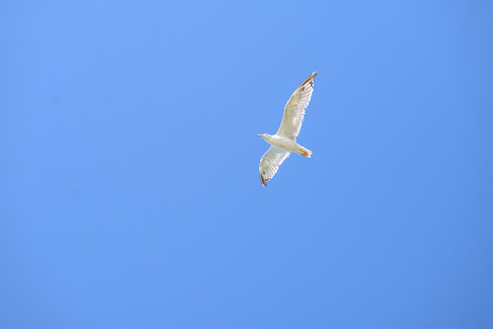 Go&eacute;land en vol dans un ciel bleu d&eacute;gag&eacute;