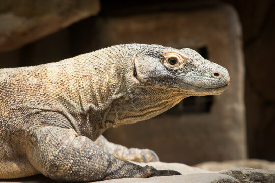 Close up view of a Komodo dragon or Varanus Komodoensis, Komodo dragon Varanus komodoensis also Komodo monitor