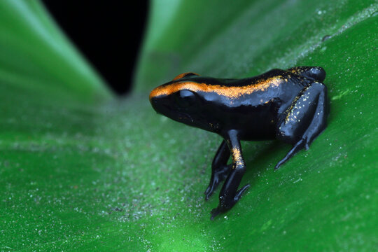 Close Up a tadpoles with four leqs Blue poison dart frog (Dendrobates tinctorius azureus) on green leaves