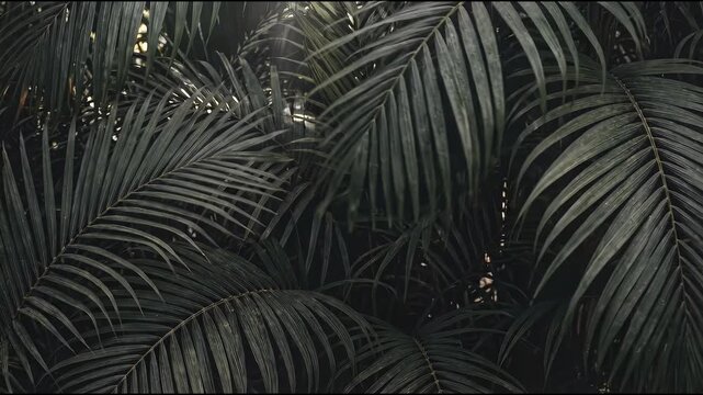 Dark Tropical Palm Leaves Lush Foliage Background.