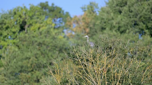 Mature Grey heron on lookout observing perched on an European ash and taking flight. Columba palumbus, Acrocephalus schoenobaenus, Motacilla flava, Fraxinus excelsior, r&eacute;gion Centre, France, Europe