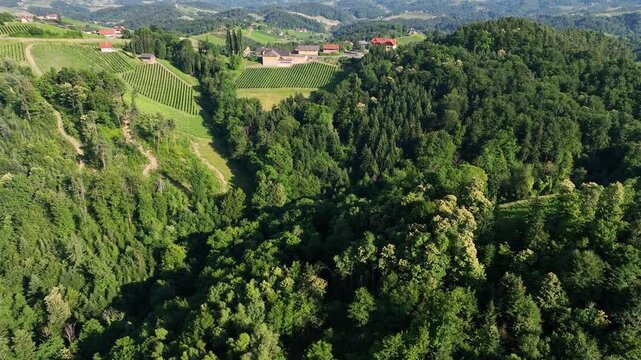 Summer drone footage shows Styria vineyards glowing in sunset light, rolling hills covered in green rows, warm atmosphere, calm landscape, smooth motion capturing quiet beauty of wine country.