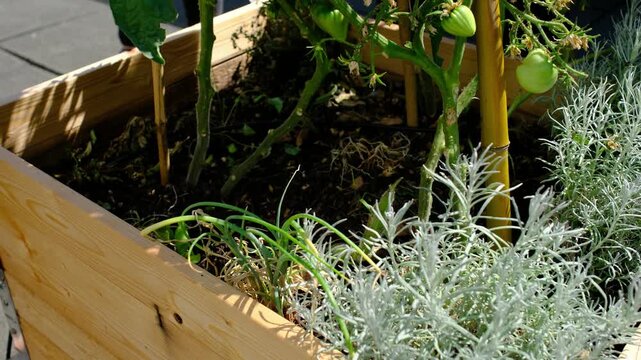 People Planting Flowers Urban Rooftop Garden City Sustainability, Urban gardening community grows herbs and vegetables like mint and tomatoes in sustainable environment.
