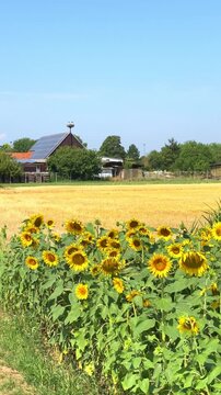 Sunflowers grow in a field near a house on a sunny day in the countryside