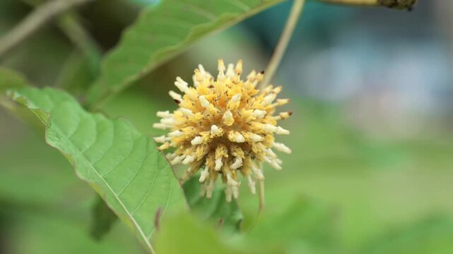 Close-up view of kratom (Mitragyna speciosa) flower blooming on a branch, showing round spiky flower clusters in early and mature bloom stages, tropical herbal plant native to Southeast Asia.	