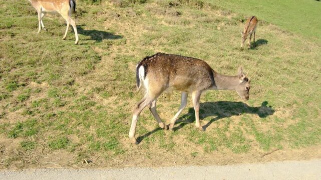 Large group of beautiful spotted deer grazes together on lush green hillside pasture. Jelenov Greben farm provides natural habitat for peaceful animals during sunny day.