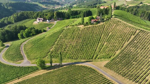 Aerial footage shows winding roads crossing Styria vineyards on steep hills, warm sunset colors shaping soft curves of land, peaceful movement, quiet atmosphere of summer wine region.